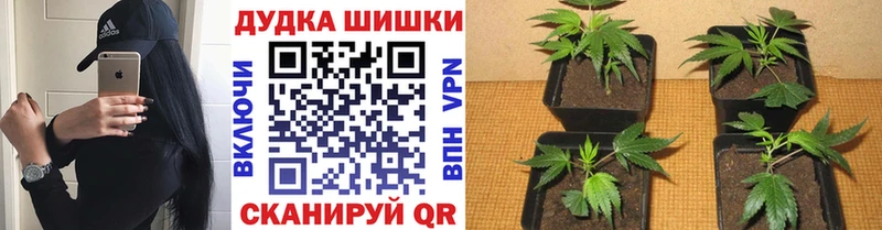 Купить наркотик аптеки Мончегорск Канабис  Псилоцибиновые грибы  ГАШИШ  COCAIN  АМФ 